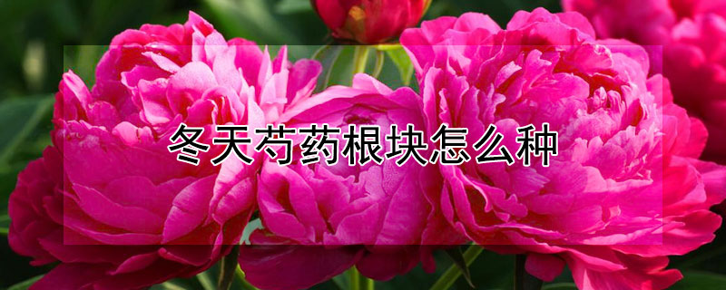 冬天芍药根块怎么种 芍药根块冬天可以栽植吗