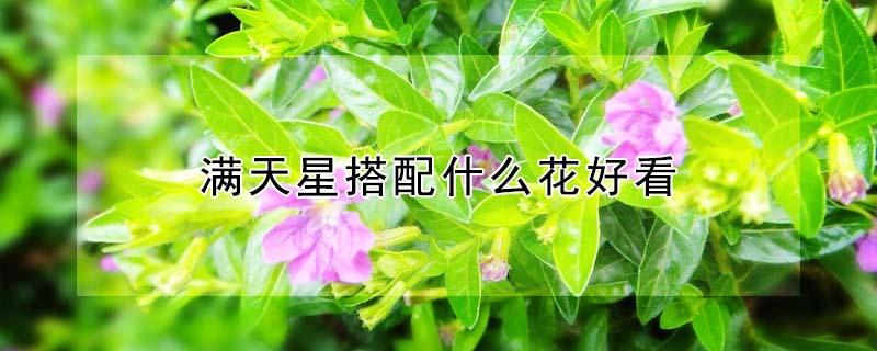 满天星搭配什么花好看 满天星搭配什么花好看图片