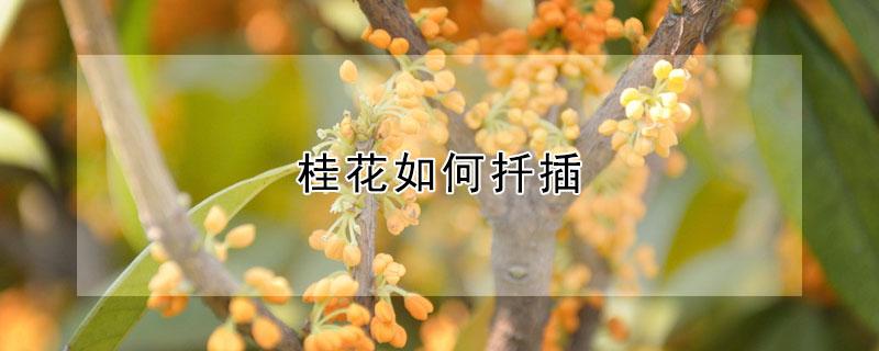 桂花如何扦插（桂花如何扦插成活）