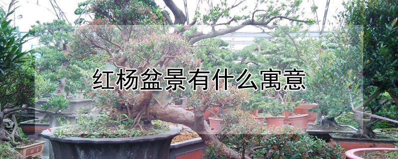 红杨盆景有什么寓意 红杨盆景有什么寓意和风水