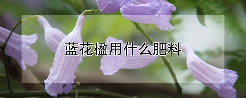 蓝花楹用什么肥料 蓝花楹用什么肥料好
