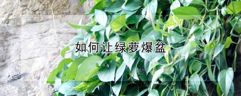 如何让绿萝爆盆 如何让绿萝爆盆呢