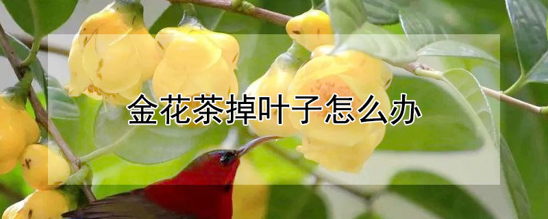 金花茶掉叶子怎么办 金花茶掉叶子怎么办呢