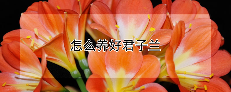 怎么养好君子兰（怎么养好君子兰的视频大全）