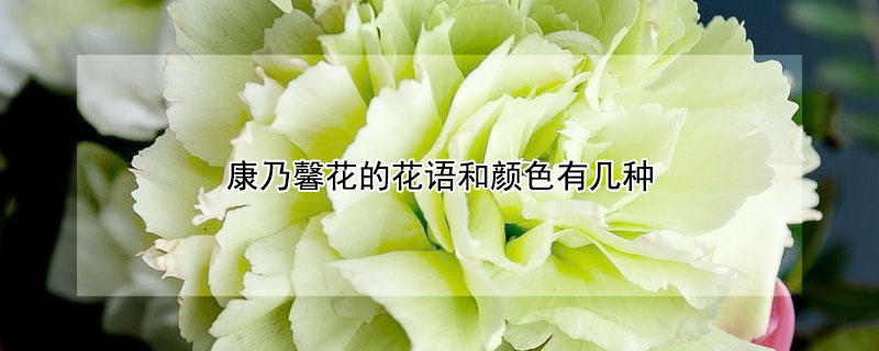 康乃馨花的花语和颜色有几种（康乃馨花语的花语）