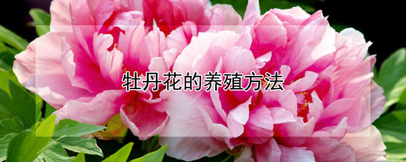 牡丹花的养殖方法 四季牡丹花的养殖方法