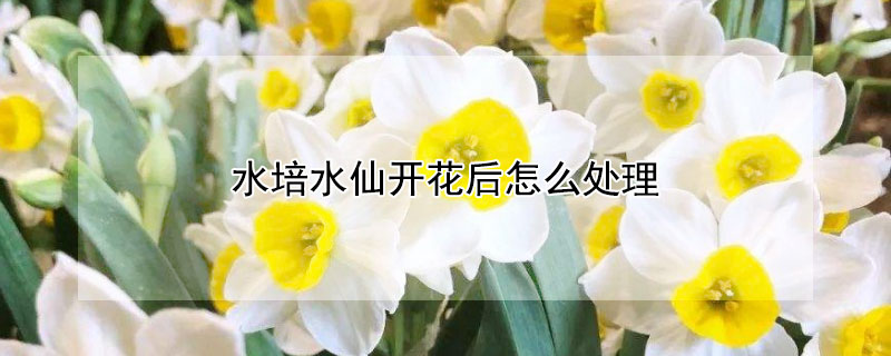 水培水仙开花后怎么处理（水培水仙开花后怎么处理好）