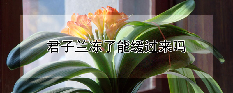 君子兰冻了能缓过来吗 君子兰冻着了怎么办