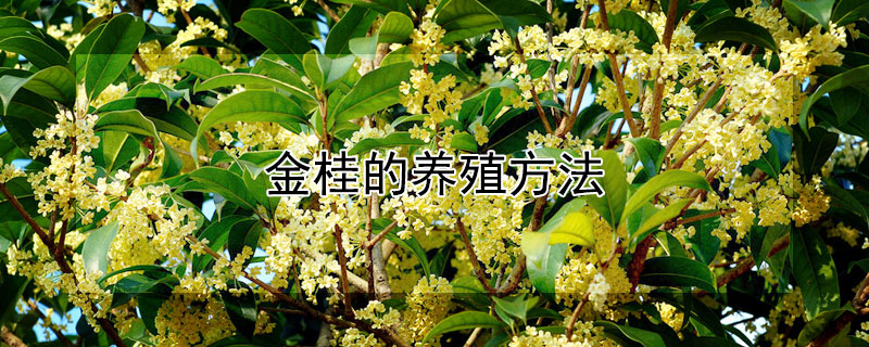 金桂的养殖方法（金桂的养殖方法和注意事项）