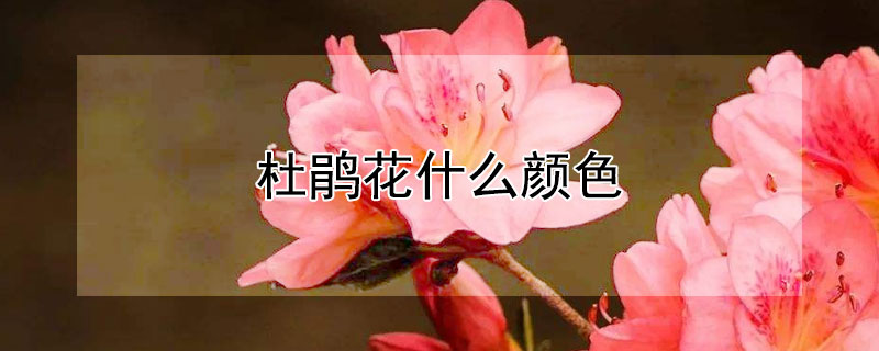杜鹃花什么颜色 杜鹃花什么颜色有毒