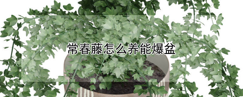 常春藤怎么养能爆盆（常春藤怎么养能爆盆视频）