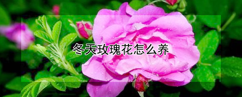 冬天玫瑰花怎么养（冬天玫瑰花怎么养活）