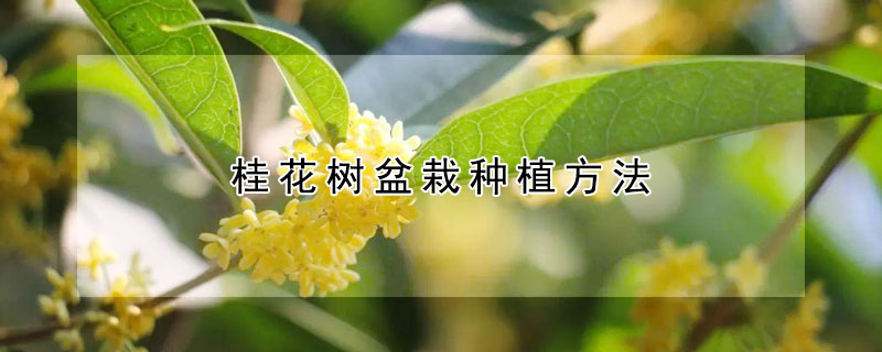 桂花树盆栽种植方法 桂花树盆栽种植方法图片