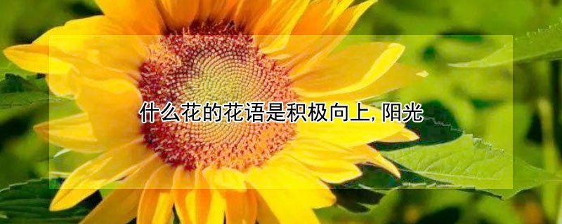 什么花的花语是积极向上,阳光（什么花的花语是积极向上,阳光向上）