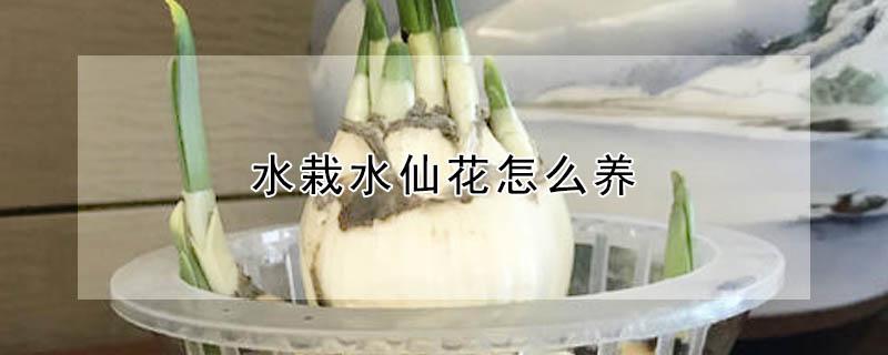 水栽水仙花怎么养（水栽水仙花怎么养殖）