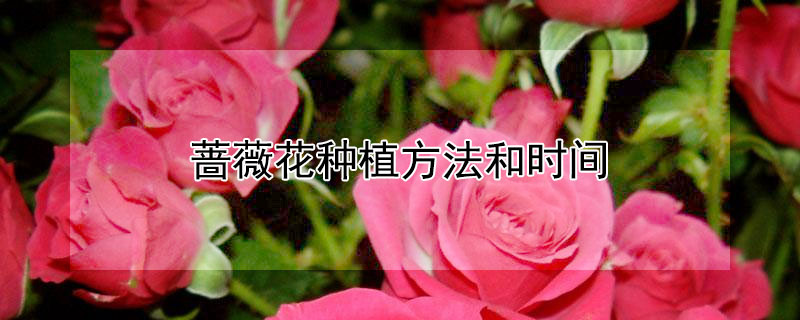 蔷薇花种植方法和时间（蔷薇花种植方法与技巧）
