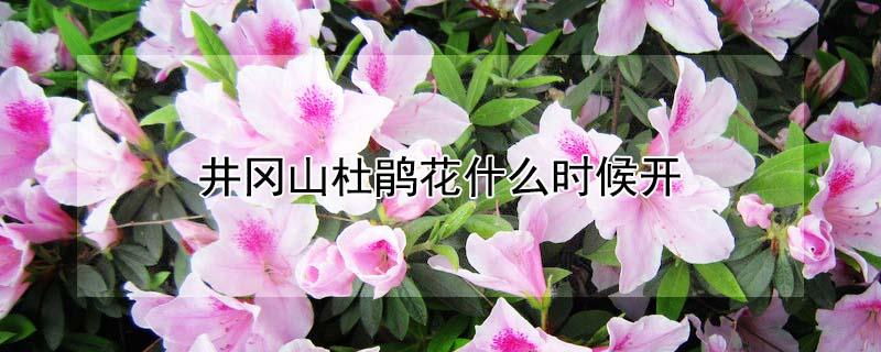 井冈山杜鹃花什么时候开（井冈山杜鹃花什么时候开花啊）