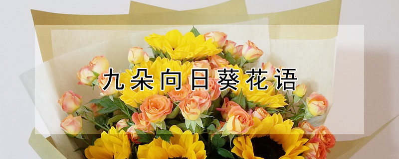 九朵向日葵花语 九朵向日葵花语怎么说