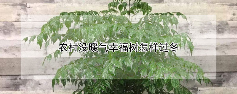 农村没暖气幸福树怎样过冬（幸福树没有太阳可以吗）