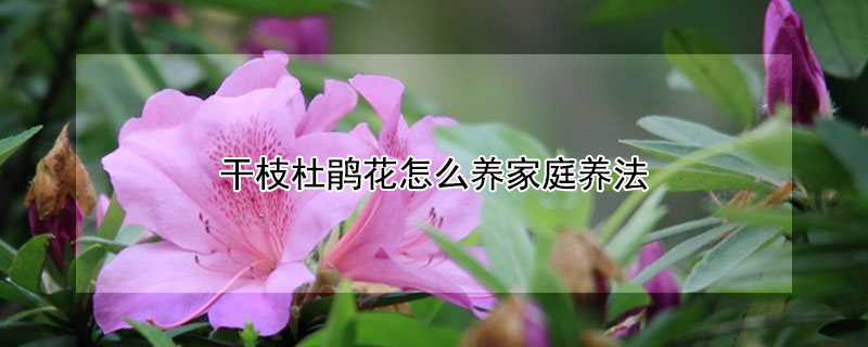 干枝杜鹃花怎么养家庭养法（干枝杜鹃是什么品种）