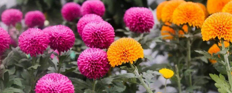 乒乓菊花语 乒乓菊花语是什么意思