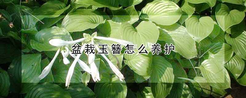 盆栽玉簪怎么养护 玉簪盆栽怎样护理