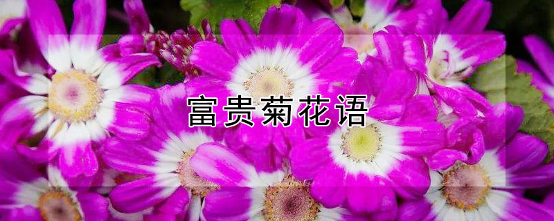 富贵菊花语 富贵菊象征什么意思