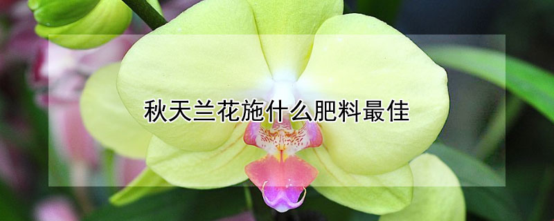 秋天兰花施什么肥料最佳（秋天兰花施什么肥料最佳呢）