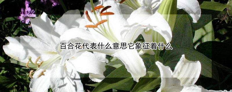 百合花代表什么意思它象征着什么 百合花象征啥意思