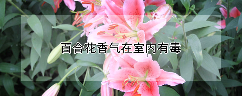 百合花香气在室内有毒 百合花为什么是死人花