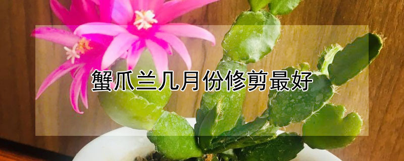 蟹爪兰几月份修剪最好（蟹爪兰几月份修剪最好活）