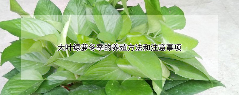 大叶绿萝冬季的养殖方法和注意事项 大叶绿萝冬季的养殖方法和注意事项有哪些