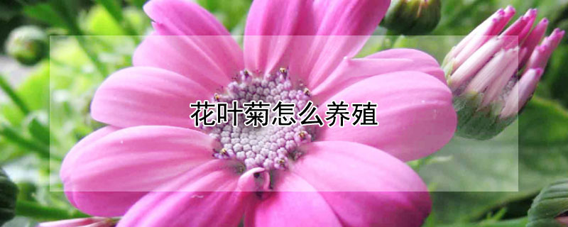 花叶菊怎么养殖（花叶菊怎么养殖图片）