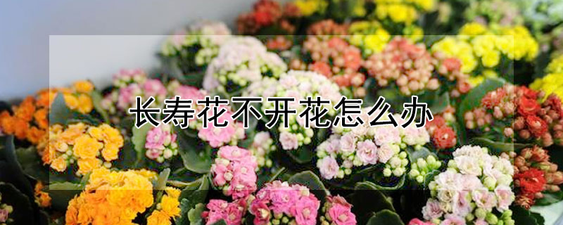 长寿花不开花怎么办 冬天长寿花不开花怎么办