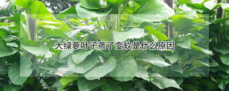 大绿萝叶子蔫了变软是什么原因 大绿萝叶子蔫了变软是什么原因呢