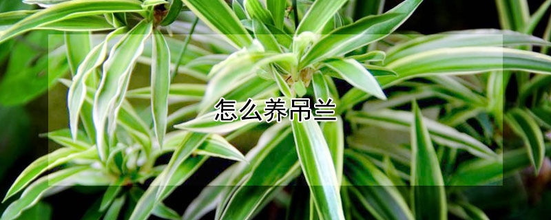 怎么养吊兰 怎么养吊兰才能茂盛