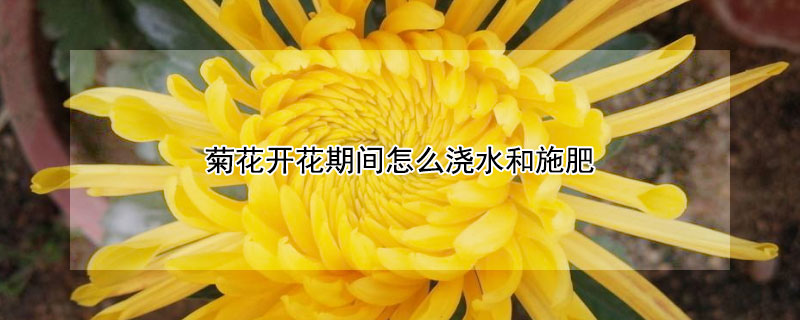 菊花开花期间怎么浇水和施肥（菊花开花可用磷酸二氢钾）