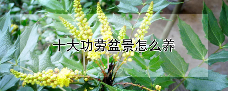 十大功劳盆景怎么养 十大功劳盆景好养吗
