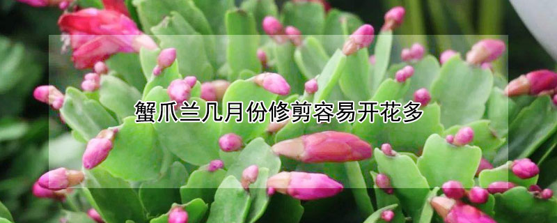 蟹爪兰几月份修剪容易开花多（蟹爪兰什么时间修剪最好?看完你就是专家）