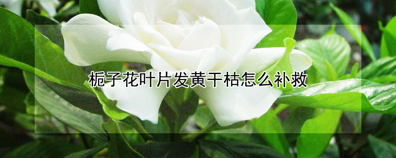 栀子花叶片发黄干枯怎么补救（栀子花黄叶落叶怎么处理什么原因）