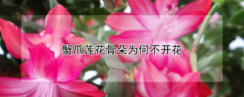 蟹爪莲花骨朵为何不开花（蟹爪莲的花骨朵）