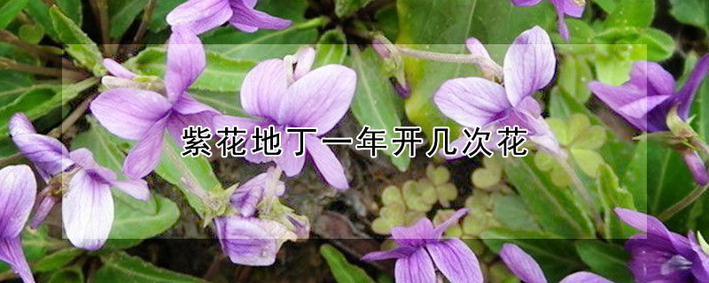 紫花地丁一年开几次花 紫花地丁是一年生还是多年生