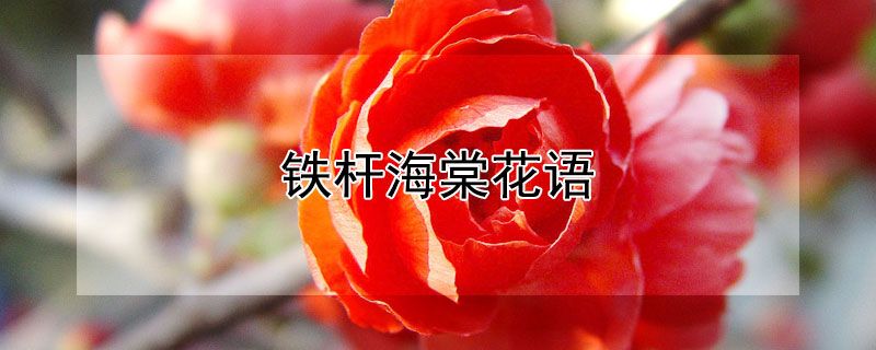 铁杆海棠花语 铁杆海棠花的寓意