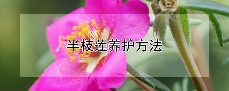 半枝莲养护方法（半枝莲怎么养_半枝莲养殖方法_半枝莲种植技术）