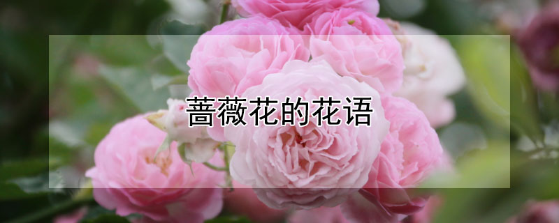 蔷薇花的花语 蔷薇花的花语和象征
