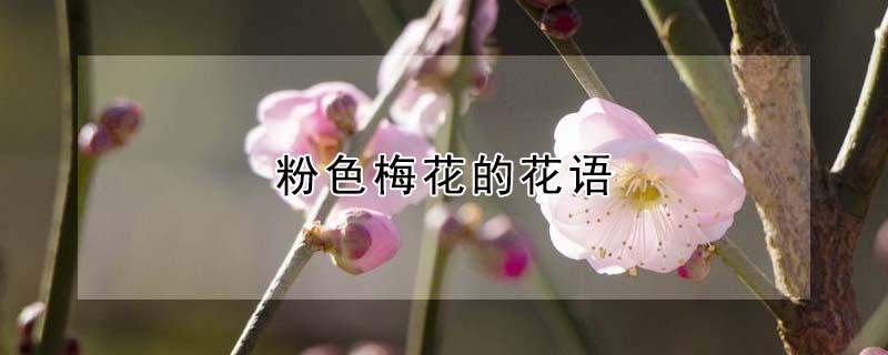 粉色梅花的花语 粉色梅花的花语是什么意思