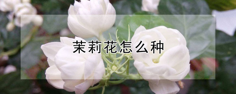 茉莉花怎么种 茉莉花应该怎样种植
