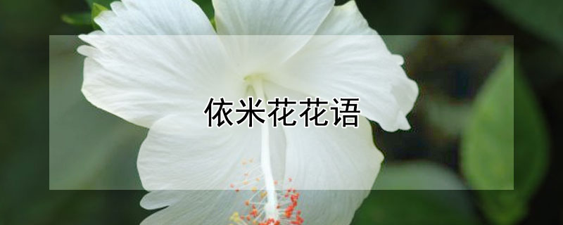依米花花语（依米花花语偷星九月天）