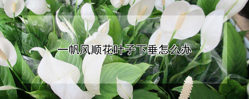 一帆风顺花叶子下垂怎么办（一帆风顺花叶子下垂怎么办用绑上吗）