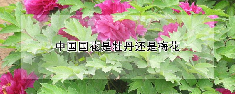 中国国花是牡丹还是梅花（中国国花是牡丹还是梅花2023）